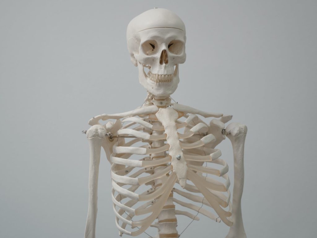 Image of skeleton for special populations